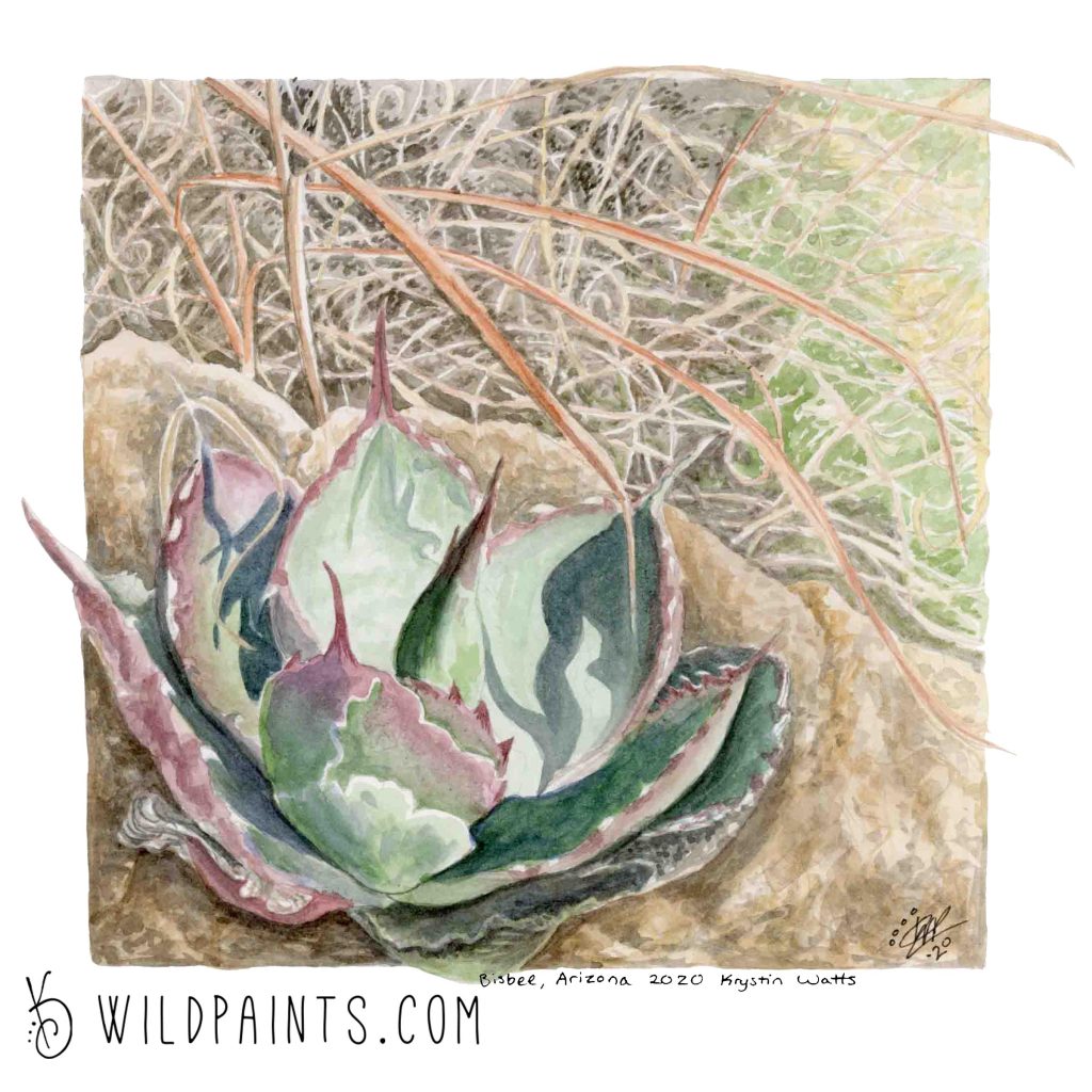 Watercolor painting of a succulent in the desert