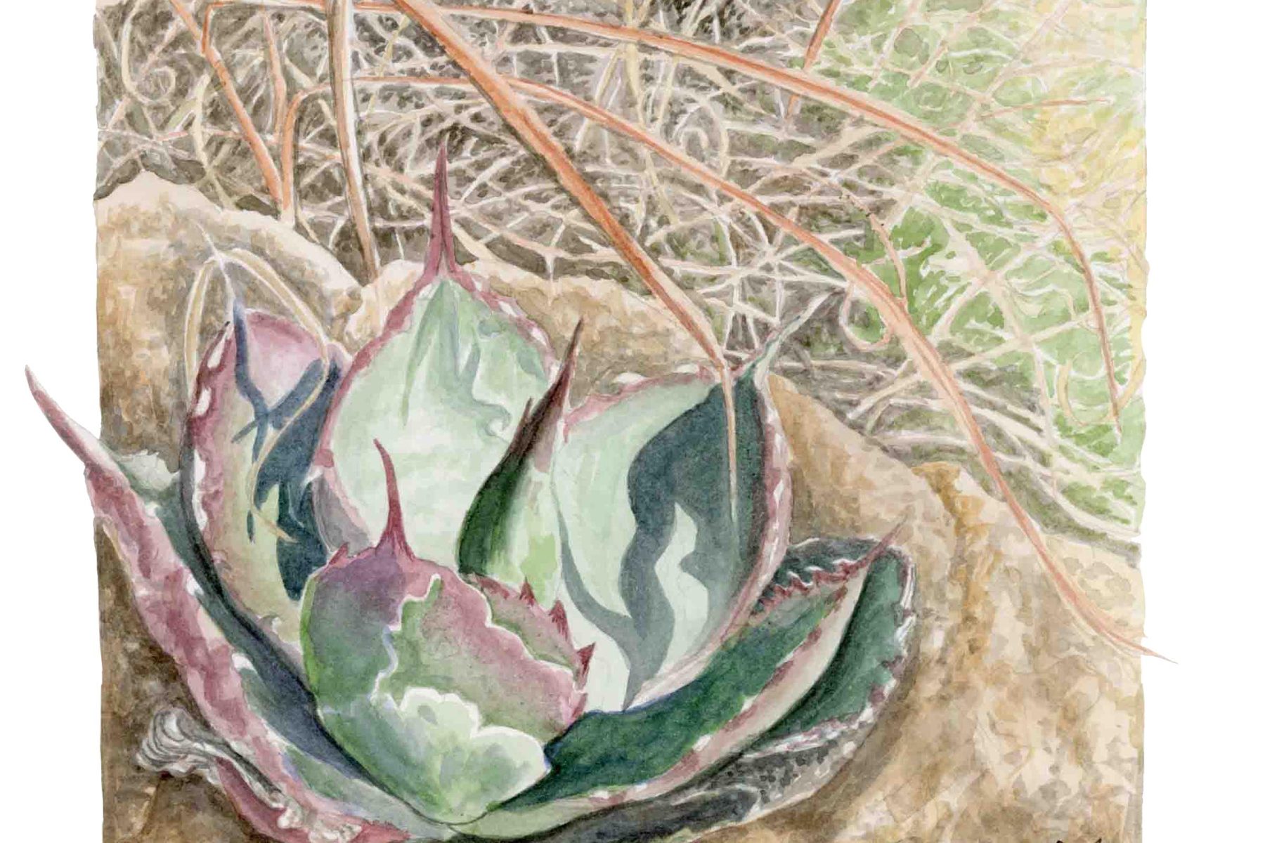 Watercolor painting of a succulent in the desert