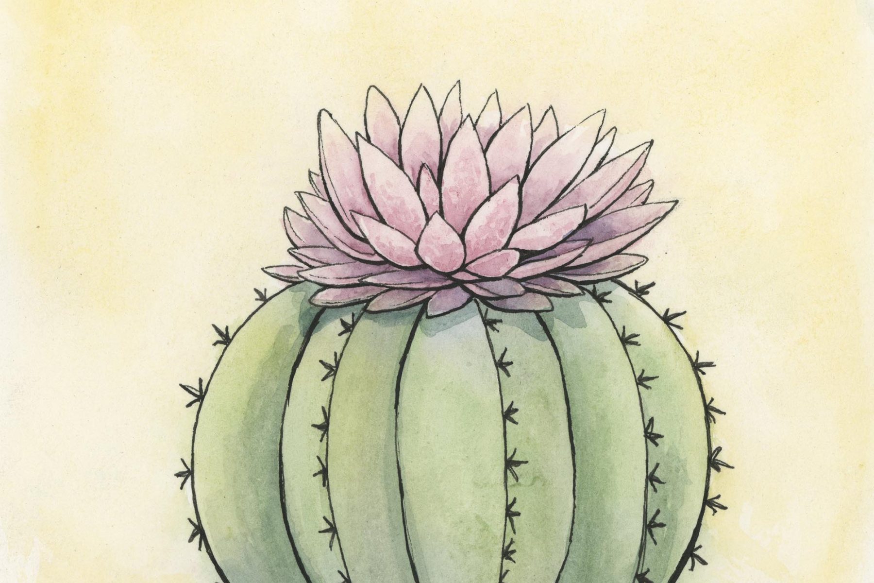 Watercolor and Ink painting of a flowering cactus.