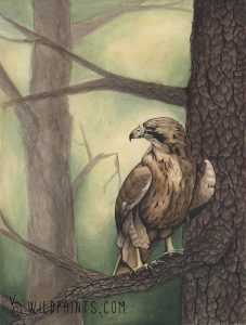 Hawk