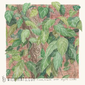 Arizona Leaves