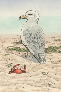 Seagull