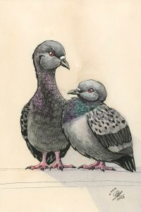 Pidgeon