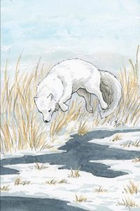 Artic Fox