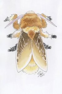 Flannel Moth
