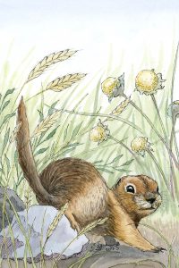 Arctic Ground Squirrel