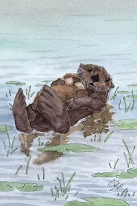 Sea Otter