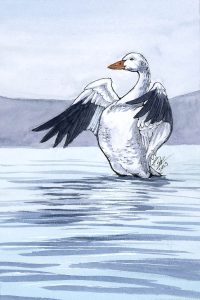 Snow Goose
