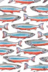 Arctic Char