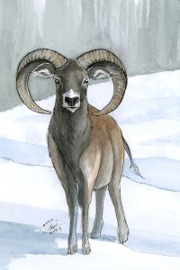 Mouflon