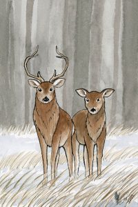 Deer