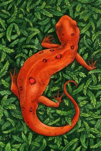 Newt