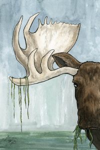 Moose