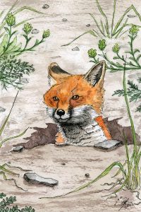 Red Fox