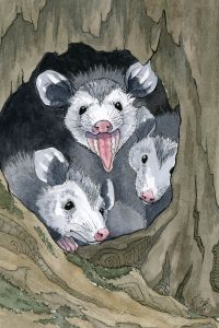 Opossum