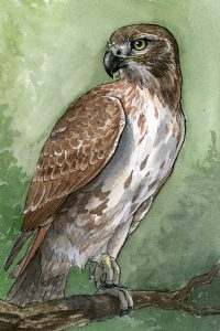 Red Tailed Hawk