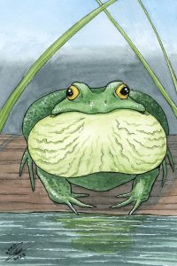Bullfrog
