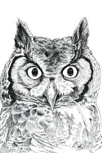 Great Horned Owl