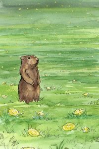 Groundhog