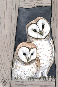 Barn Owls