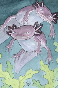 Axolotyl