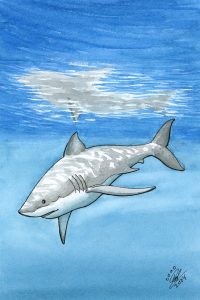 Great White Shark