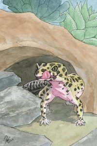 Leopard Gecko
