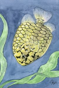 Pineapple Fish