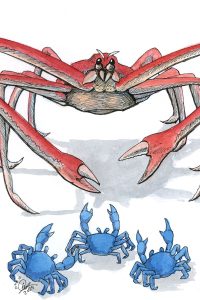 Japanese Spider Crab