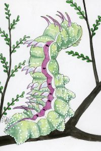 Hubbards Silk Moth Caterpillar