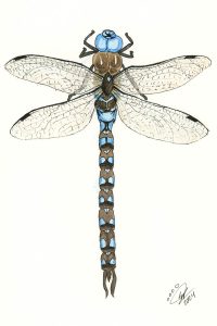 Blue Eyed Darner