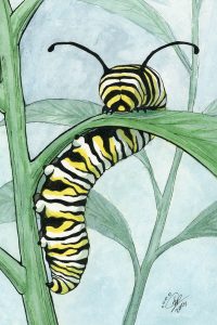 Monarch Caterpillar