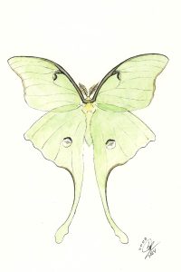 Luna Moth