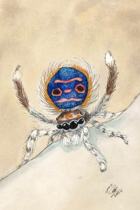 Coastal Peacock Spider