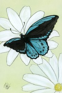 Cairns Birdwing Butterfly