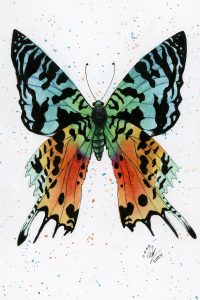 Madagascan Sunset Moth