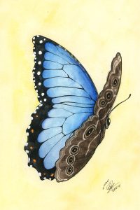 Blue Morpho Butterfly