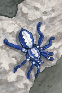 Gooty Sapphire Tarantula