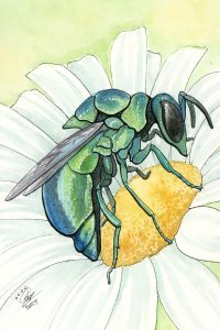 Cuckoo Wasp