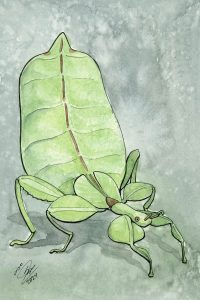 Grays Leaf Insect