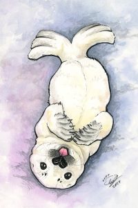 Baby Seal