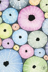 Sea Urchin