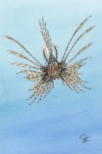 Lionfish