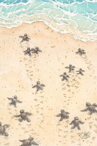Baby Sea Turtles