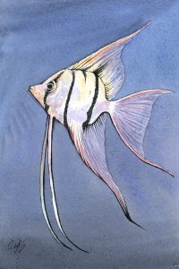 Angelfish