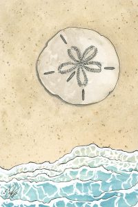 Sand Dollar