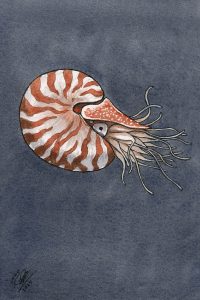 Nautilus