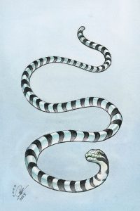 Sea Snake
