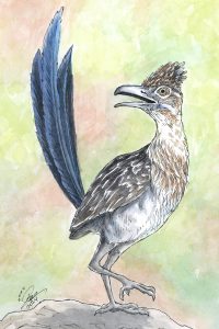 Roadrunner