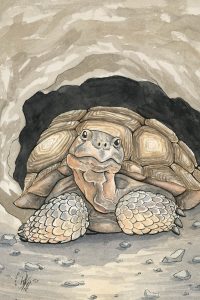 Tortoise